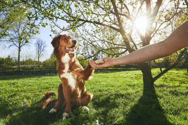 Understanding Your Dog’s Behavior Through Training